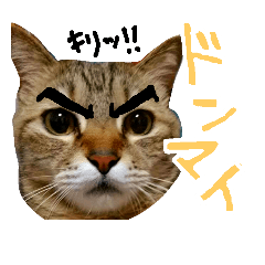 [LINEスタンプ] ころたぬ 2
