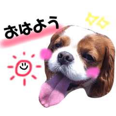 [LINEスタンプ] キャバリアのリキちゃん