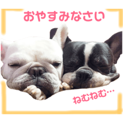 [LINEスタンプ] フレンチブルドッグのおふたりさん
