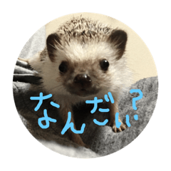 [LINEスタンプ] とげぴー