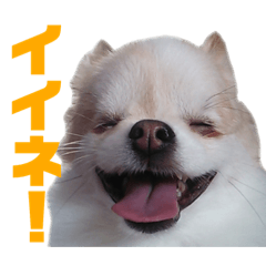 [LINEスタンプ] チワワのララさん