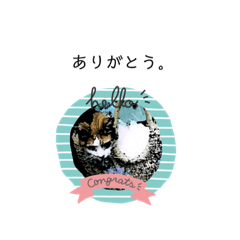 [LINEスタンプ] 猫のキリコ