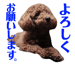 [LINEスタンプ] トイプーすたんぷ