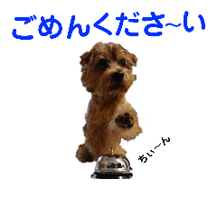 [LINEスタンプ] ノーフォークテリア うり3