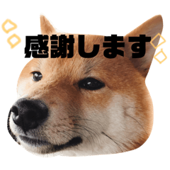 [LINEスタンプ] 柴犬お豆2