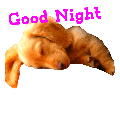[LINEスタンプ] ミニチュアダックスの愛犬『チェルシー』