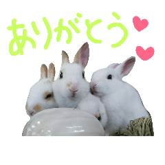 [LINEスタンプ] うちのうさぎさんスタンプ