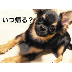 [LINEスタンプ] 使える日常の会話