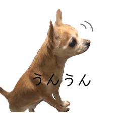 [LINEスタンプ] スムースチワワの★王子くん3