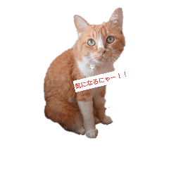 [LINEスタンプ] nyachan likes seaweed