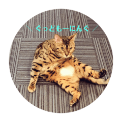 [LINEスタンプ] にゃんこのゆるゆる日常