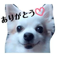 [LINEスタンプ] リッキースタンプです！