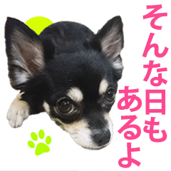 [LINEスタンプ] 使えるチワワスタンプ3