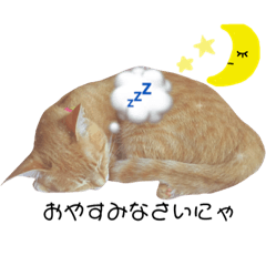 [LINEスタンプ] 茶トラ猫スズちゃん【実写版】