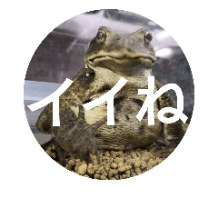 [LINEスタンプ] Frogs 4