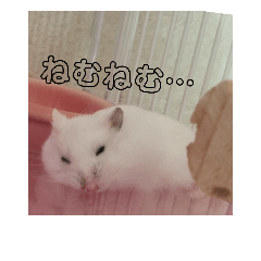 [LINEスタンプ] ハムスターのチョコちゃん