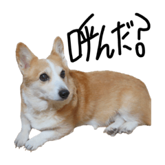 [LINEスタンプ] 我が家のアイドル犬 はなちゃん
