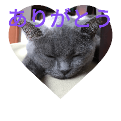 [LINEスタンプ] 飼い猫「くう」のスタンプ  2