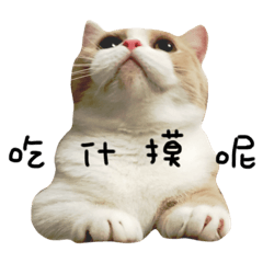 [LINEスタンプ] 猫の日常生活.