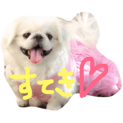 [LINEスタンプ] ペキニーズ4きょうだい♡