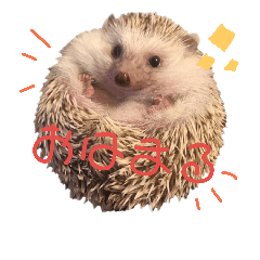 [LINEスタンプ] 関西弁ハリネズミのピかちゃん ①