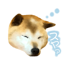 [LINEスタンプ] マロン柴犬