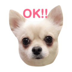 [LINEスタンプ] チワワスタンプ①