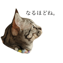 [LINEスタンプ] 愛猫しっぽのスタンプ3