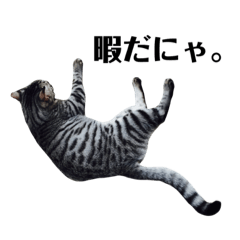 [LINEスタンプ] 愛猫しっぽのスタンプ4