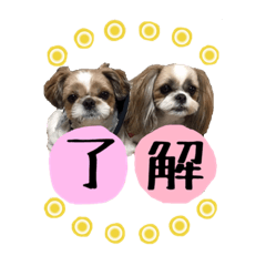 [LINEスタンプ] シーズー Ange