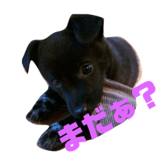[LINEスタンプ] 甲斐犬MIX キーたん