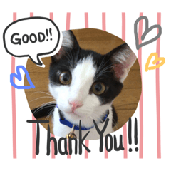 [LINEスタンプ] リズとスタンプ