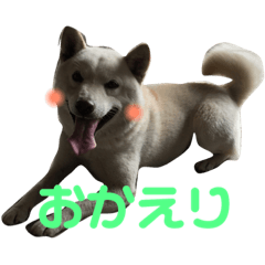 [LINEスタンプ] Pretty DOG @Sa4