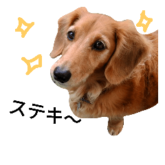 [LINEスタンプ] ミニチュアダックスのふーた君