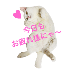 [LINEスタンプ] うちのアルたん