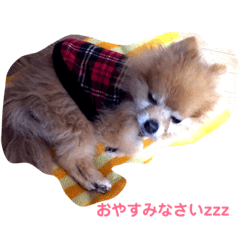 [LINEスタンプ] ポメラニアンのマムさん❤️