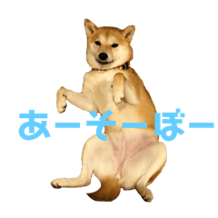 [LINEスタンプ] 柴犬はっぱの日常2