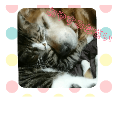 [LINEスタンプ] ゴー(犬)＆ミー(猫)