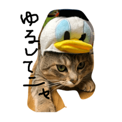 [LINEスタンプ] のんびり仲良しにゃんこの日常