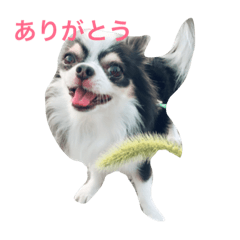 [LINEスタンプ] チワワ グレースくんの日常すたんぷNo.1