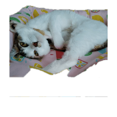 [LINEスタンプ] なつめちゃん♡