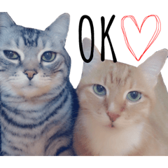 [LINEスタンプ] ねこ。P＆R