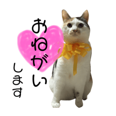 [LINEスタンプ] ちゃちゃまるの日常です