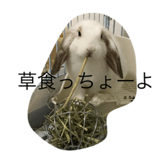 [LINEスタンプ] うさぎのうさまろ。