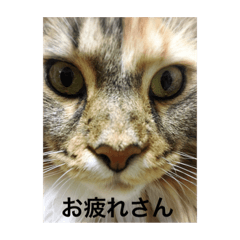 [LINEスタンプ] ねこいと