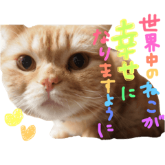 [LINEスタンプ] ぶさかわネコ チロル2
