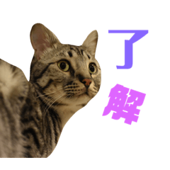 [LINEスタンプ] 愛猫しっぽのごあいさつスタンプ