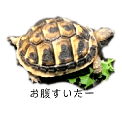 [LINEスタンプ] 亀のやこちゃん♪