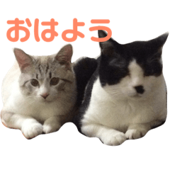 [LINEスタンプ] たまとまろ時々ミルク