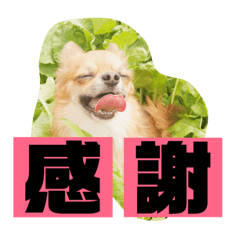 [LINEスタンプ] チワワ の ぷーちゃん⑵
